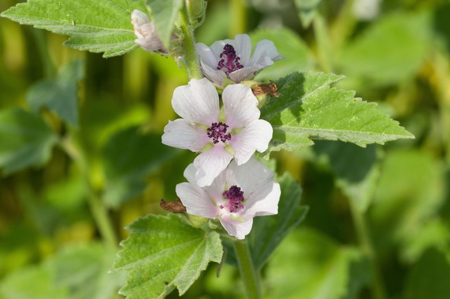 Ta "okrasna rastlina", ki jo imate na vrtu, ima v resnici številne zdravilne učinke