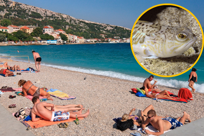 Nevarnosti, ki prežijo na plavalce: poznate najsmrtonosnejšo ribo na Jadranu? (FOTO)