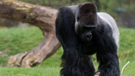 Gorile v živalskem vrtu popolnoma spremenile vedenje (razlog vas bo presenetil)