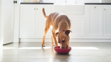 Pomembna novica za vse lastnike psov: odpoklicana je bila TA pasja hrana!