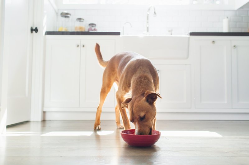 Pomembna novica za vse lastnike psov: odpoklicana je bila TA pasja hrana! (foto: Profimedia)
