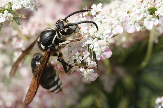 Kaj storiti, če vas piči sršen? Nikar ne počnite te napake!