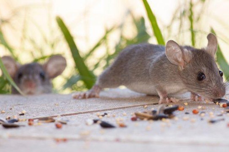 Še pravočasno se jih znebite: TE stvari na dvorišču so razlog za pojav miši (foto: Foto: Shutterstock)