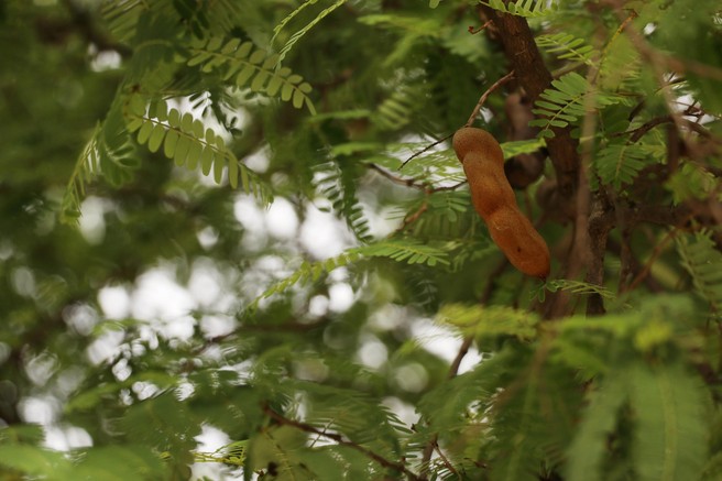 Ta tropski sadež ščiti pred rakom in znižuje sladkor ter holesterol. Nahaja se v znani omaki