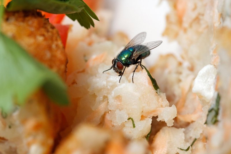 Ali je varno zaužiti hrano, na katero je priletela muha? (foto: Profimedia)