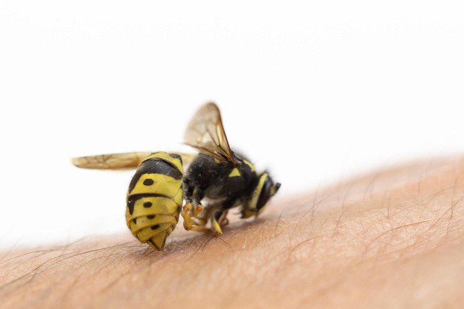 Čebelar razkriva: kaj morate storiti takoj, ko vas piči čebela?