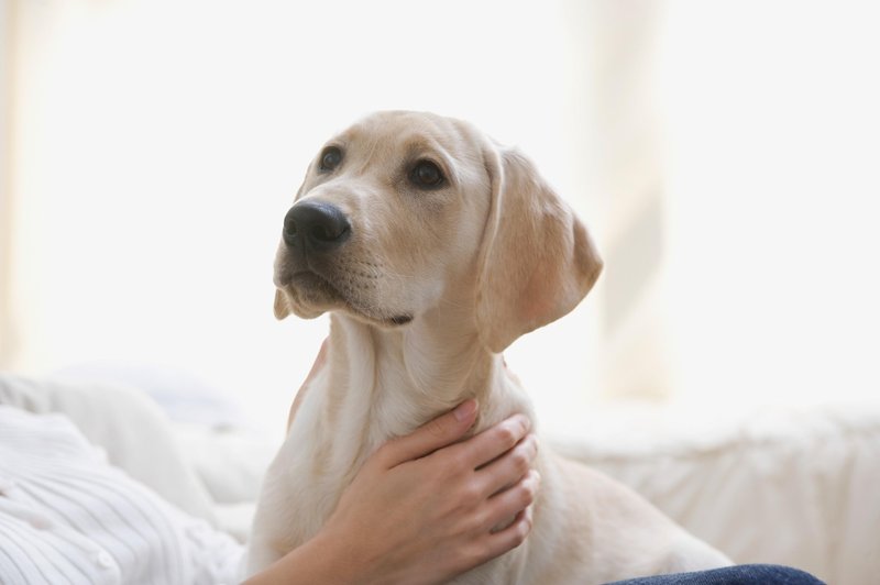Zakaj pes voha vaše mednožje? Pojasnjuje veterinar (foto: Profimedia)