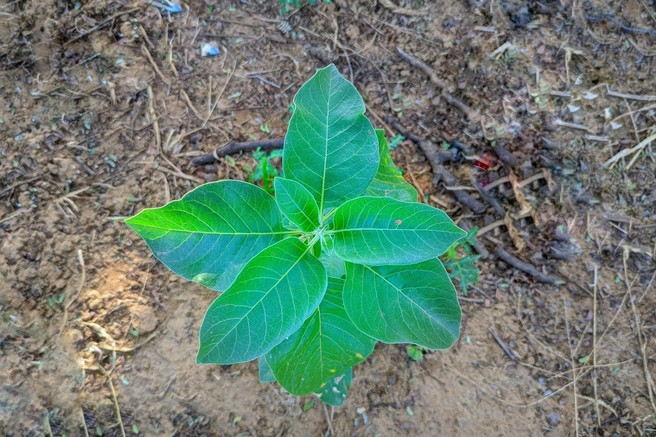 Jo že poznate? To je ena najmočnejših zdravilnih rastlin na svetu