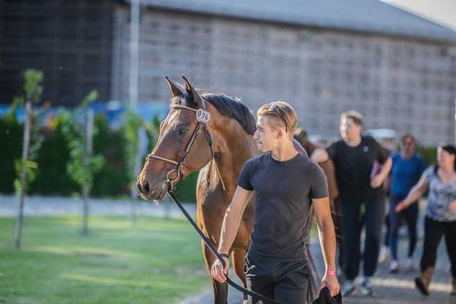 Jahač Andraž Cijan Brkič: "Jahanje je kombinacija fizičnega in psihičnega napora ter taktičnega razmišljanja"