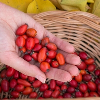 Kako pripraviti tinkturo iz šipka: močan eliksir za odpornost in dobro prekrvavitev