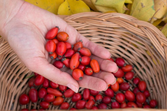 Kako pripraviti tinkturo iz šipka: močan eliksir za odpornost in dobro prekrvavitev