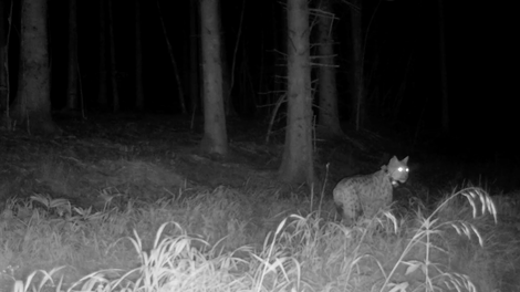 Prebivalci Kočevja so šokirani: kamera je ujela zanimivo dogajanje v njihovem gozdu