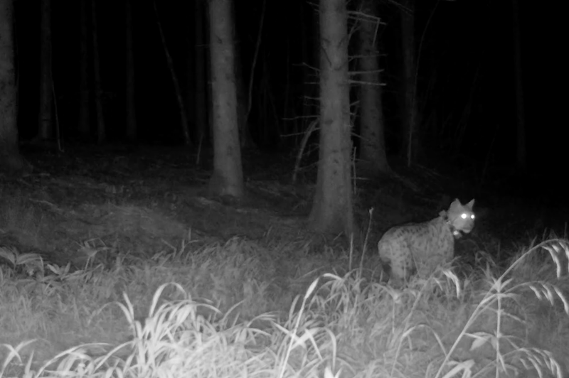 Prebivalci Kočevja so šokirani: kamera je ujela zanimivo dogajanje v njihovem gozdu (foto: Kočevsko Facebook/posnetek zaslona)