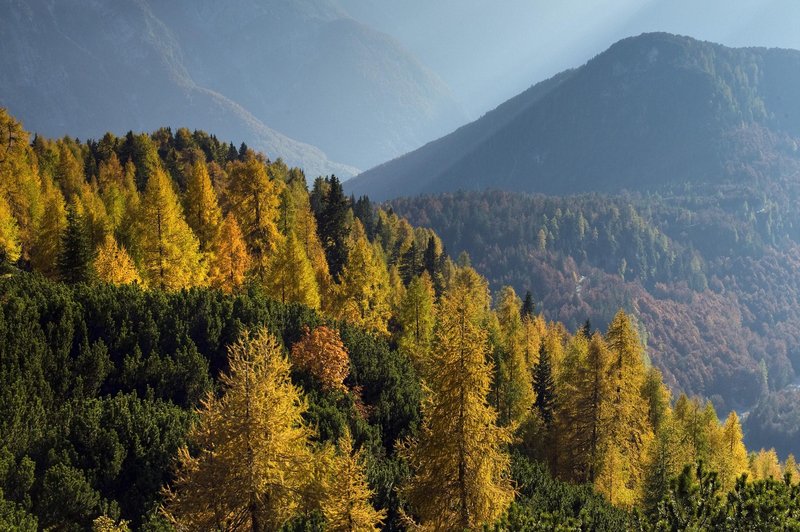 Zlati macesni - 5 idej za izlet po Sloveniji, čudovita jesen vas bo začarala (foto: Profimedia)