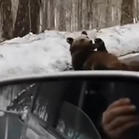 Kaj takega pa še ne! Hrvaški voznik srečal 'črnogorskega' medveda (posnetek osupne!)
