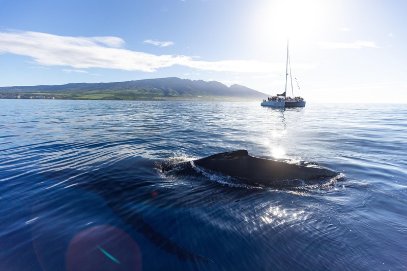 V okolico havajskega otoka Maui vsako leto med zimskimi meseci priplava z Aljaske približno 10 tisoč kitov glavačev.