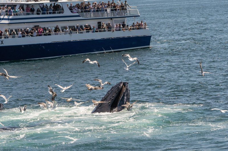 Z ladje, ki pripluje tudi iz Bostona, lahko občudujete ščukastega kita, brazdastega kita ter kita grbavca.