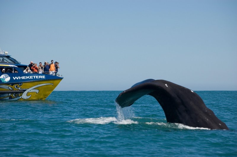 Kaikoura velja za najboljše mesto na svetu za opazovanje veličastnega kita glavača.