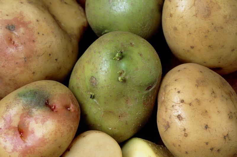 Zakaj se krompir obarva zeleno in kaj se zgodi, če ga zaužijete? (foto: Profimedia)