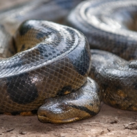 Odprli so trebuh ogromnega pitona in obnemeli: to, kar so našli v notranjosti, jim je vzelo sapo