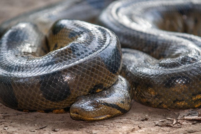 V Brelinu našli štirimetrskega pitona