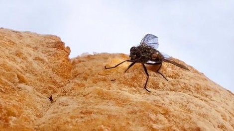 Tega niste pričakovali: zgroženi boste, ko boste videli, kaj se zgodi, ko na vašo hrano prileti muha
