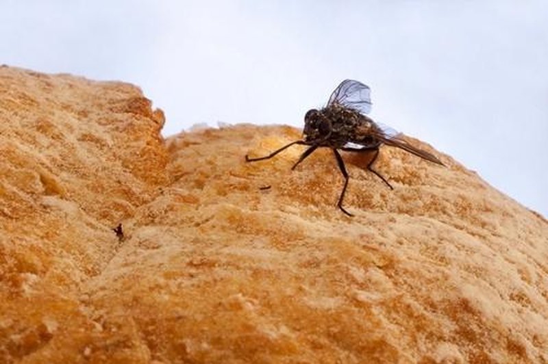 Kaj se zgodi, ko muha pristane na hrani? (foto: Profimedia)