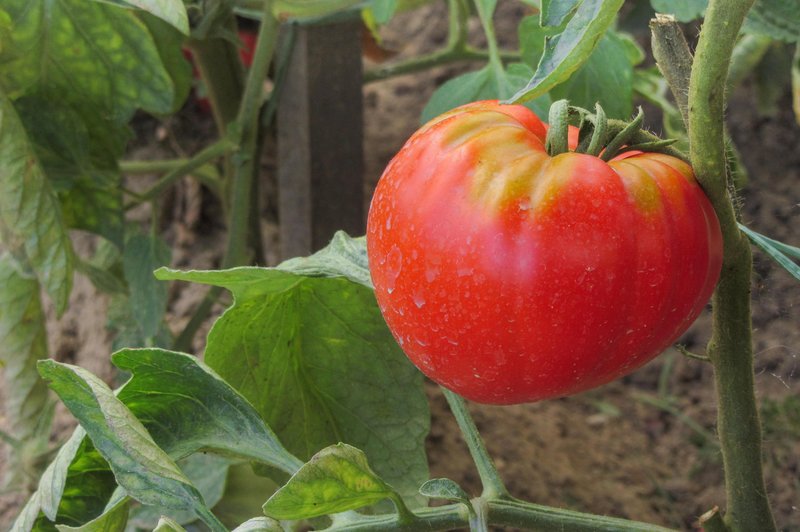 Ko sadite paradižnik, naredite to in vaši pridelki se bodo podvojili (foto: Profimedia)
