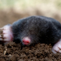 Pripravljate vrt za novo sezono? Teh 6 rastlin lahko pomaga odgnati krte z vaših gredic