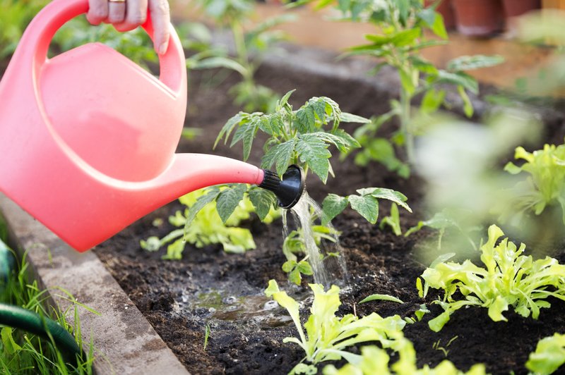 S to mešanico zalijte papriko, paradižnik in kumare (vaši pridelki bodo "ponoreli") (foto: Profimedia)