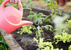 S to mešanico zalijte papriko, paradižnik in kumare (vaši pridelki bodo "ponoreli")
