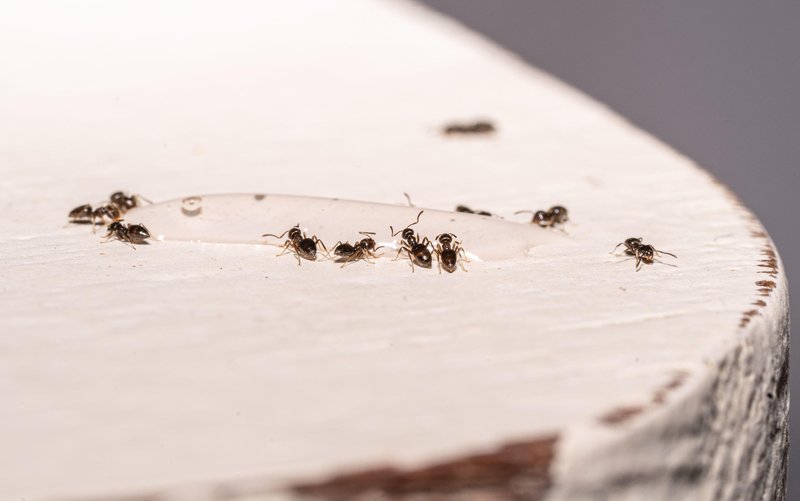 Mravlje se nikoli več ne bodo vrnile v vaš dom: znebite se jih s sestavino, ki jo že imate v kuhinji