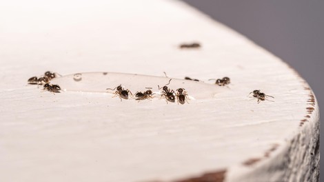 Mravlje se nikoli več ne bodo vrnile v vaš dom: znebite se jih s sestavino, ki jo že imate v kuhinji