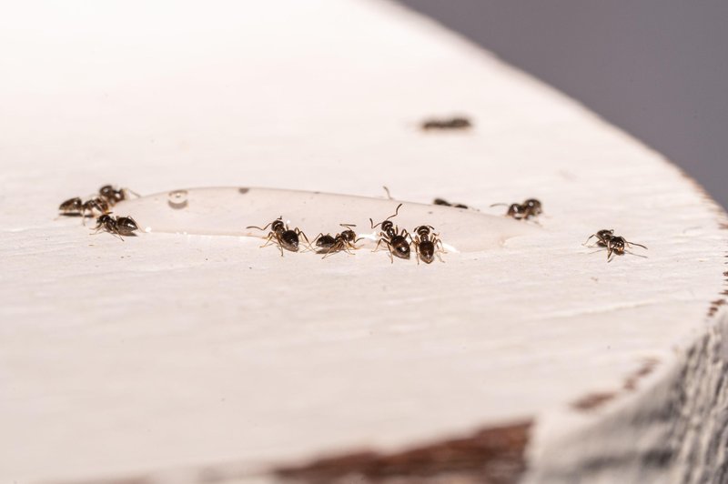 Mravlje se nikoli več ne bodo vrnile v vaš dom: znebite se jih s sestavino, ki jo že imate v kuhinji (foto: Profimedia)