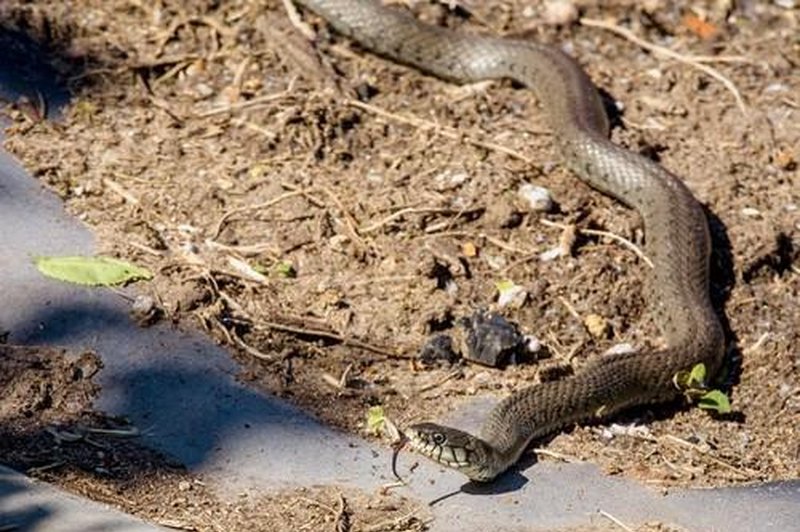 Nepričakovano srečanje s kačo lahko marsikomu nažene strah v kosti. (foto: Profimedia)