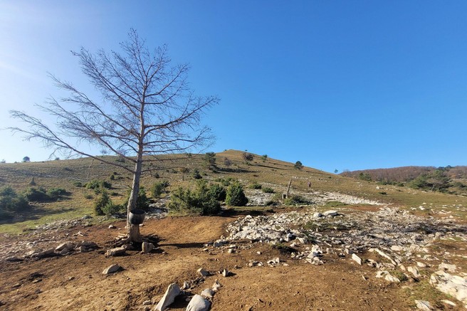 vrh ostrič