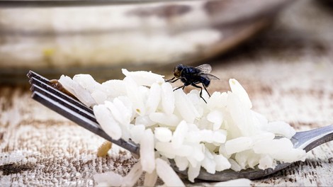 Znebite se muh, mravelj in komarjev: potrebujete le to poceni in preprosto sestavino