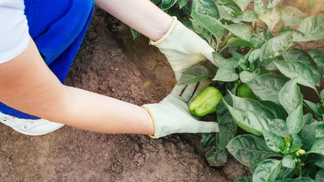 Svoje paprike zalivajte s tem in vaši pridelki se bodo podvojili: za to domače naravno gnojilo potrebujete le 3 stvari