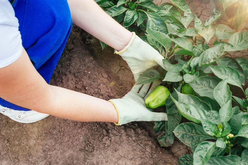 Svoje paprike zalivajte s tem in vaši pridelki se bodo podvojili: za to domače naravno gnojilo potrebujete le 3 stvari (foto: Profimedia)