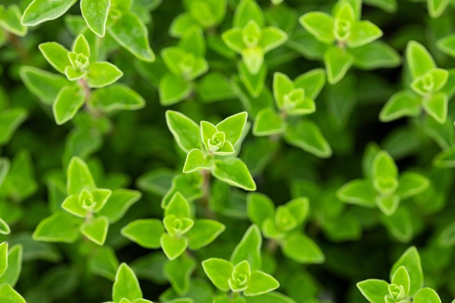 Origano, rastlina
