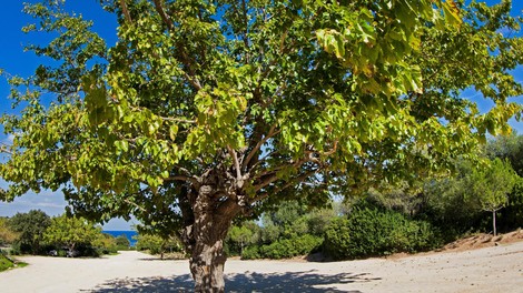 Drevo, ki izumira, a je izjemno zdravilno: že naše babice so njegove plodove uporabljale kot zdravilo