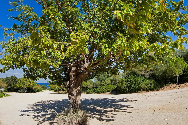 Drevo, ki izumira, a je izjemno zdravilno: že naše babice so njegove plodove uporabljale kot zdravilo (foto: Profimedia)