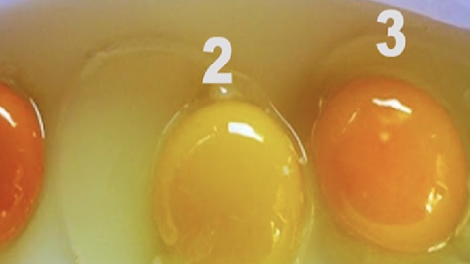 Ali veste, katero jajce na fotografiji je najbolj zdravo? To vam pove barva rumenjaka