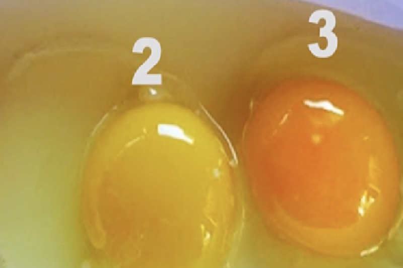 Ali veste, katero jajce na fotografiji je najbolj zdravo? To vam pove barva rumenjaka (foto: YouTube Natural Ways (Posnetek zaslona))