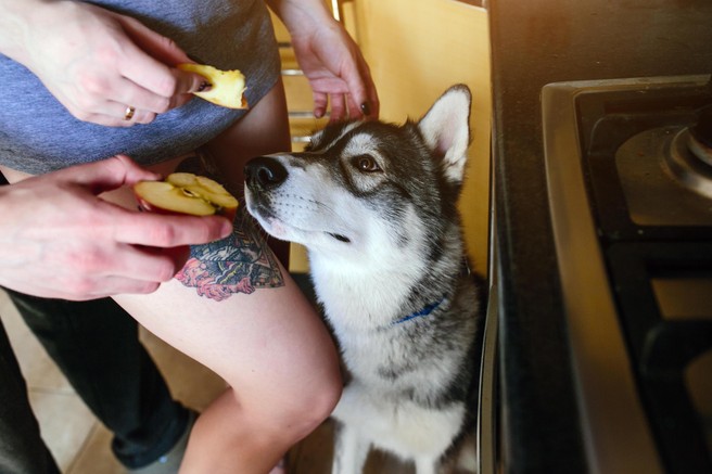 Pes pasme husky čaka, da dobi jabolko