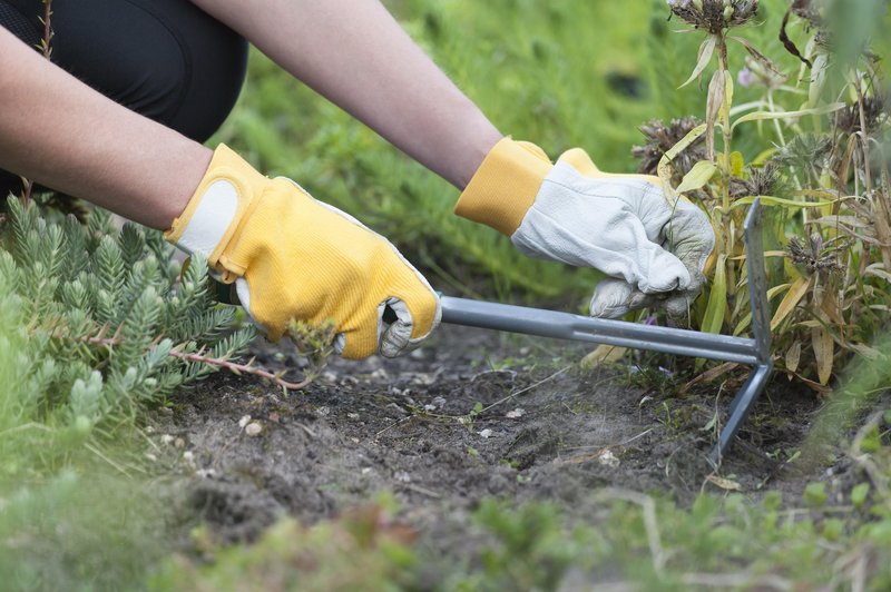 Pozabite na puljenje plevela: posujte ga z eno sestavino in znebili se ga boste za vedno (foto: Profimedia)