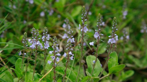 Zdravilni jetičnik (Veronica officinalis)