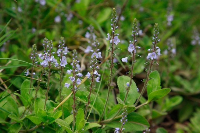 Zdravilni jetičnik (Veronica officinalis)