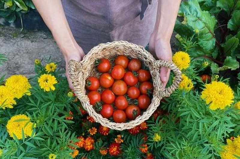 V sezoni paradižnika skoraj ne mine dan, da si ga ne bi privoščili v različnih jedeh, solatah ali povsem samostojno. (foto: Profimedia)