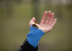 Trik, ki pomaga pri piku ose, čebele ali sršena: na mesto pika dajte to in bolečina bo izginila v trenutku